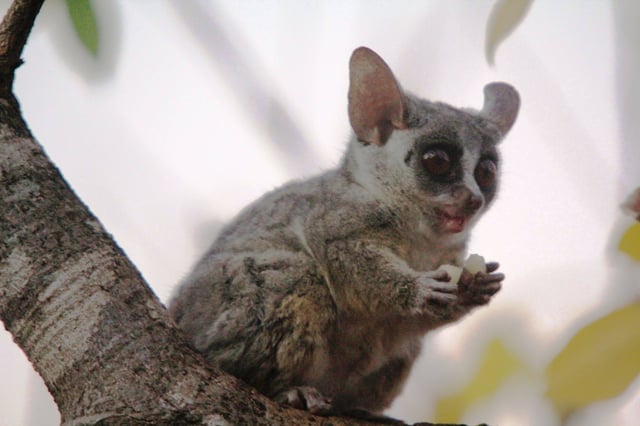 A Bushybaby Sitting On A Tree Branch And Eating Food