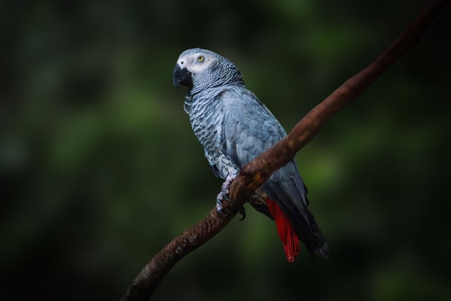 A Congo Grey Parrot Resting On A Tree Branch
