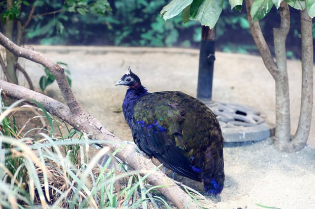 A Congo Peafowl Perched On A Branch