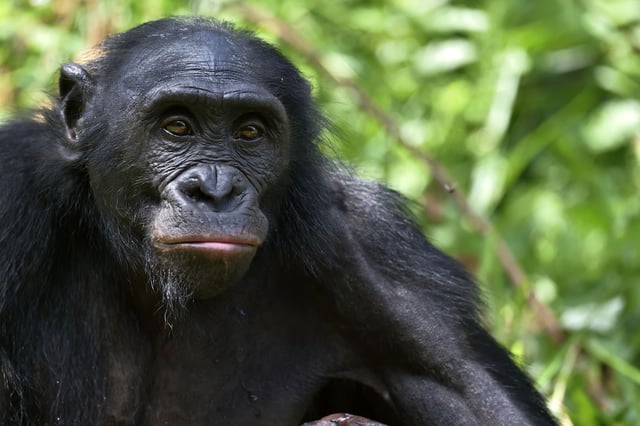 A Curious Bonobo Ape Resting Underneath Some Shade