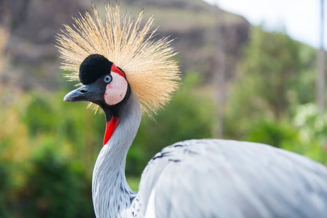 A Lone Crowned Crane Staring At The Camera