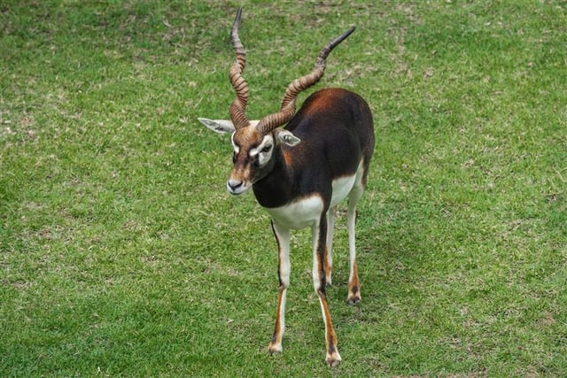 a male blackbuck deer standing in attention