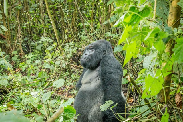 A Male Silverback Gorilla Sitting In Peace At Virunga National Park