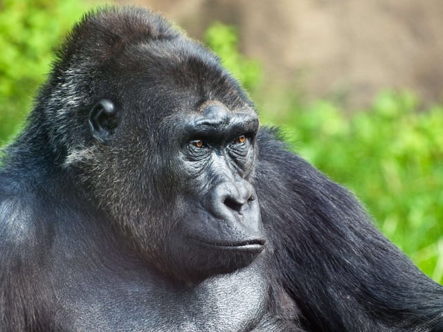A Pensive Male Gorilla Staring Off In The Distance