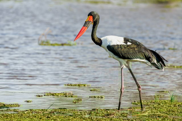 A Saddle Billed Stork Looking For Fish