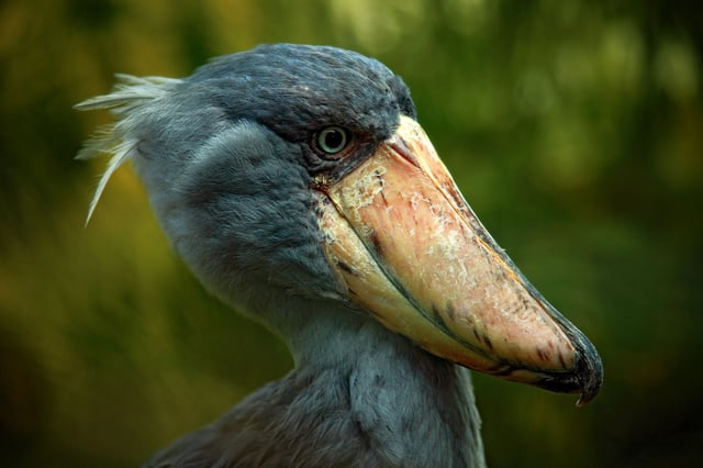 A Shoebill Stork Standing In Solitary