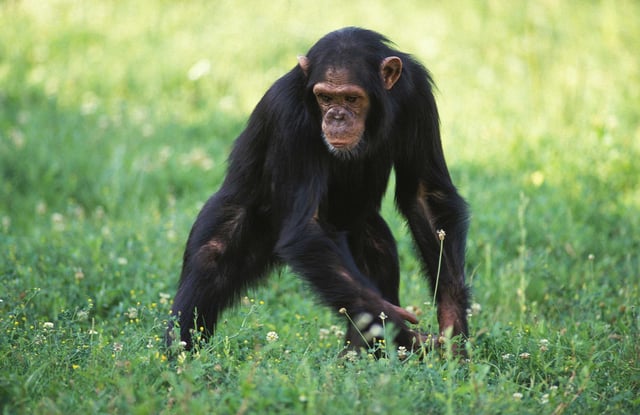Adult Chimpanzee Standing On Grass