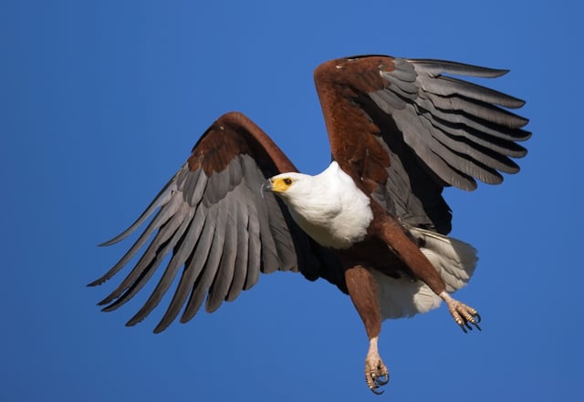 African Fish Eagle Taking Flight