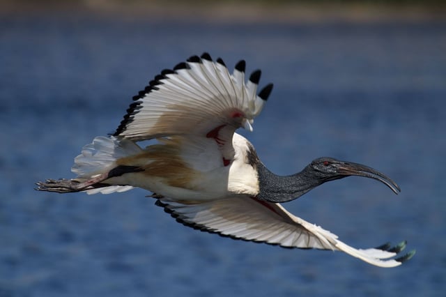 African Sacred Ibis Gliding Above A Lake