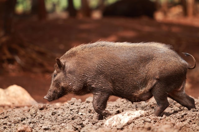 An African Wild Boar Scavenging Through The Mud