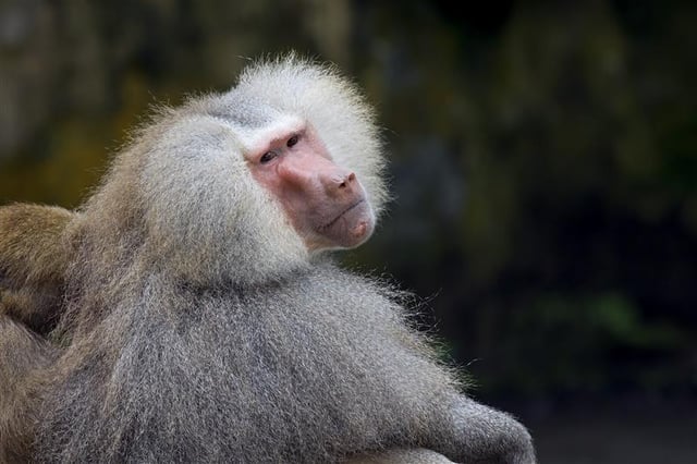 baboon staring at the camera and resting