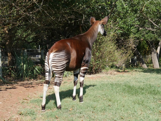 Back View Of Okapi Standing On Grass