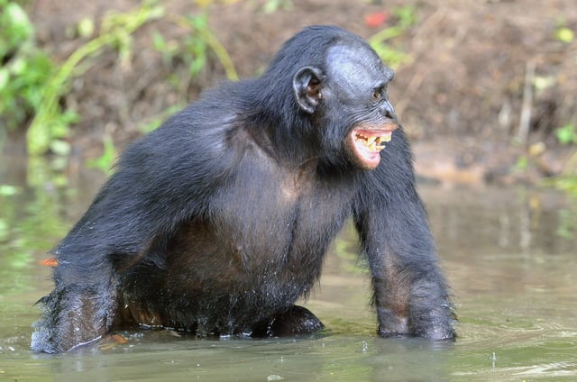 Bonobo Standing In Water Looks For The Fruit