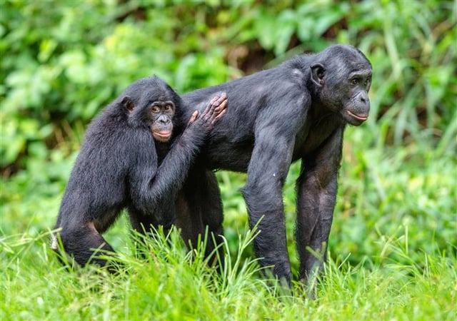 Bonobos In Drc Natural Habitat
