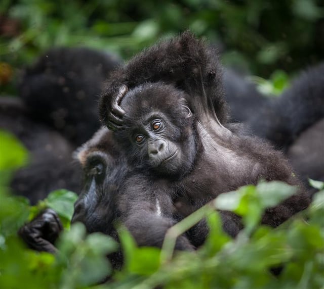 baby gorilla portret in Congo regenwoud