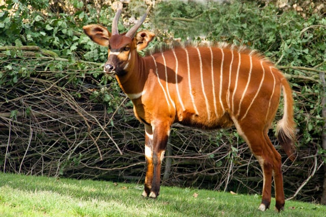 Close Up Of Wild Antelope In Nature