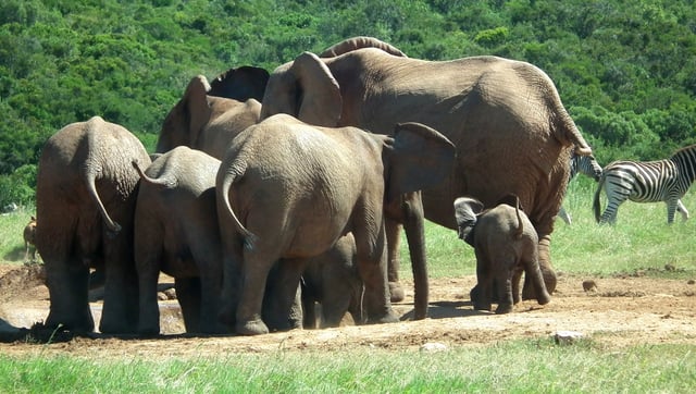 Elephant Herd In Virunga National Park
