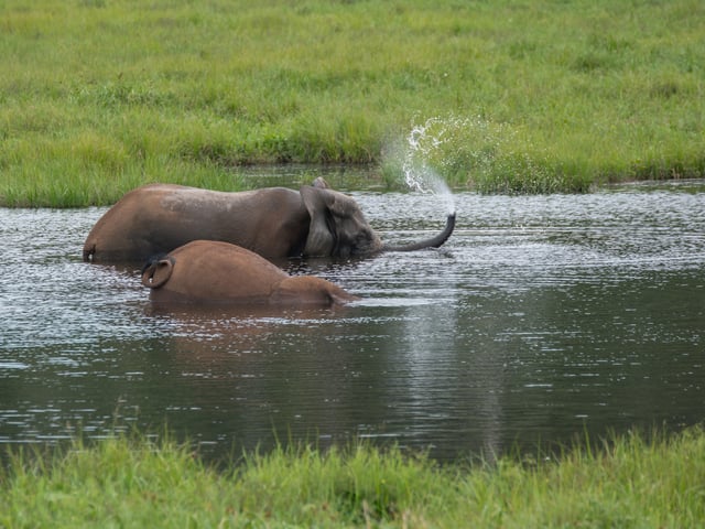 Elephant The Let The Fountain Of Her Trunk