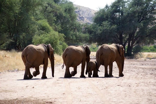 Elephants Walking Together Along A Dirt Road