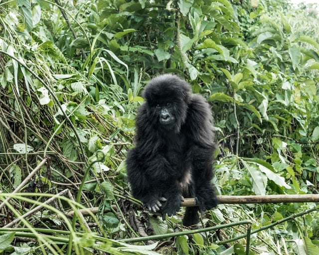 Gorilla In Virunga National Park