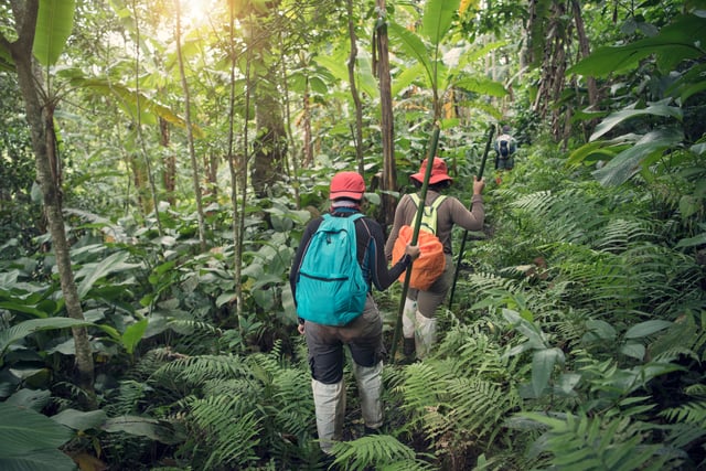 Group Trekking Through Rainforest Jungle
