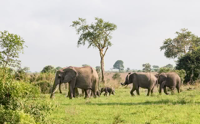 herd Of elephants walking through an african savannah