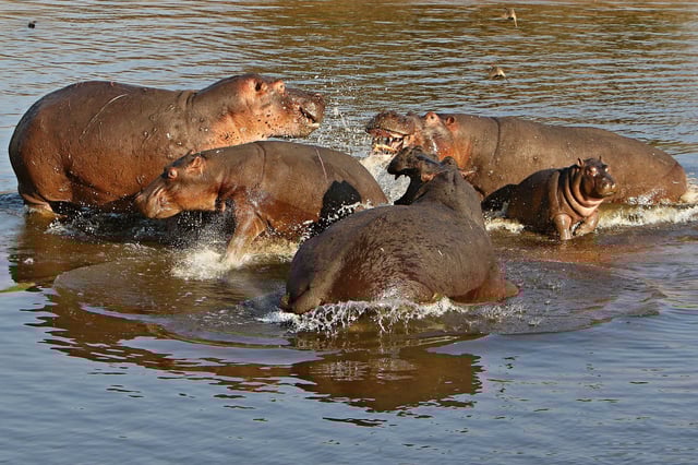 Herd Of Hippos In Water