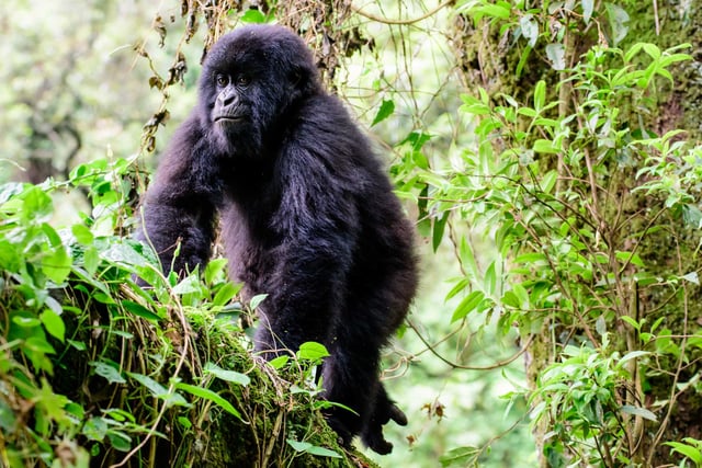 Juvenile Mountain Gorilla Standing On A Tree Branch