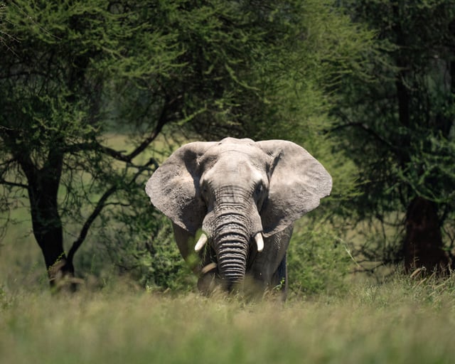 Large Bull Elephant Emerging From Trees