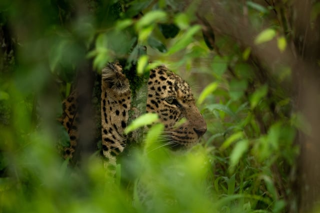 Leopard Camouflaged In A Thicket In The Jungle