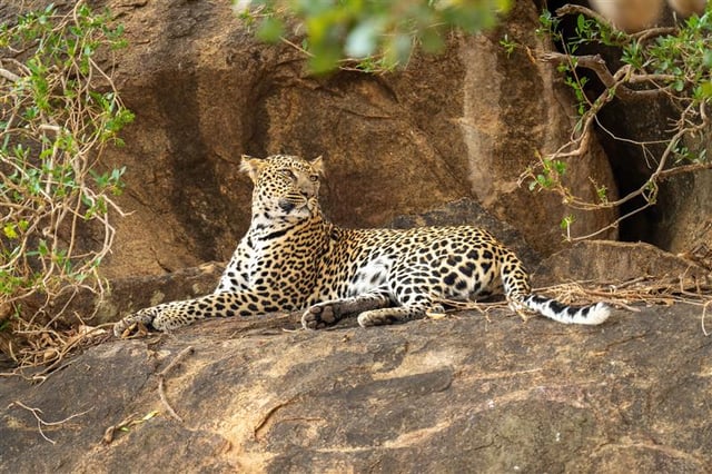 leopard Resting On Rocky Outcrop
