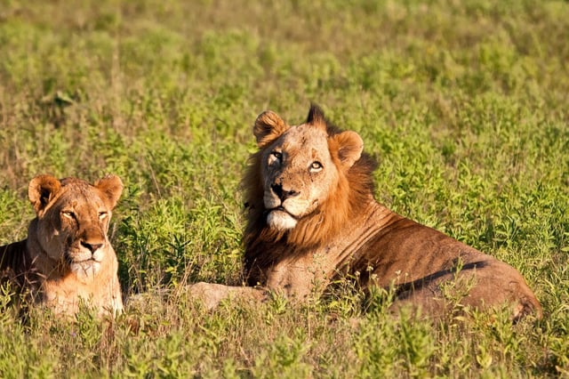Lion And Lioness Basking In The Sun