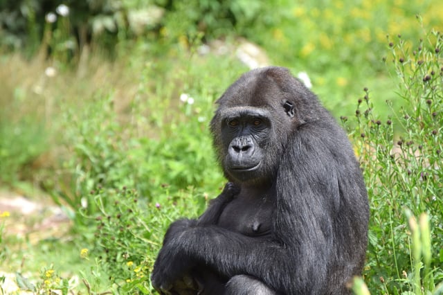 Male Gorilla Inside A Congo Wildlife Reserve