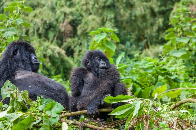 Mama Gorilla And Junior Silverback In Their Nest
