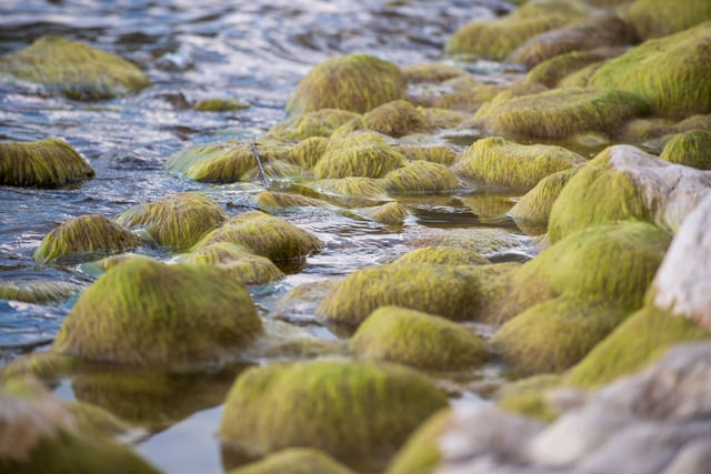 Moss Covered Rocks In Lake Kivu