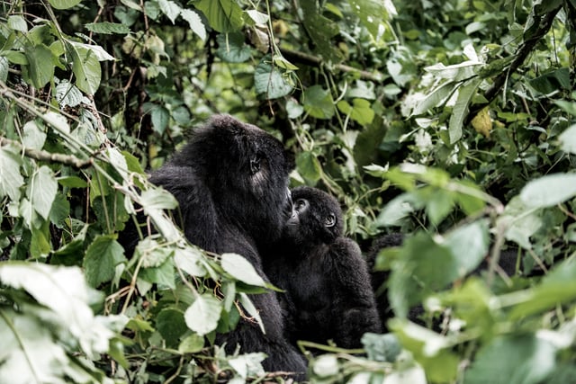 Mother Mountain Gorilla And Her Baby In Virunga National Park