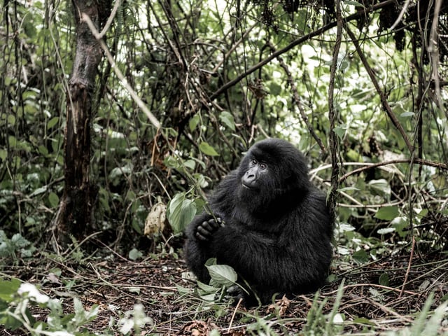 Mountain Gorilla In Virunga National Park