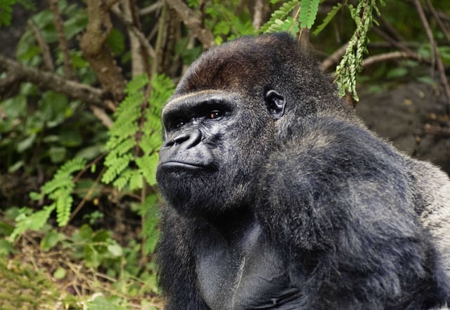 Mountain Gorilla Relaxing Under Some Shade