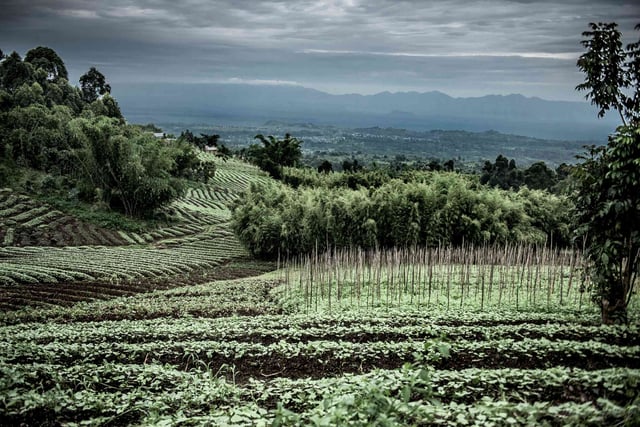 Plantations In Nord Kivu, Drc