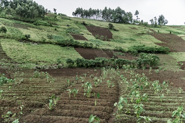 Plantations In Nord Kivu Drc