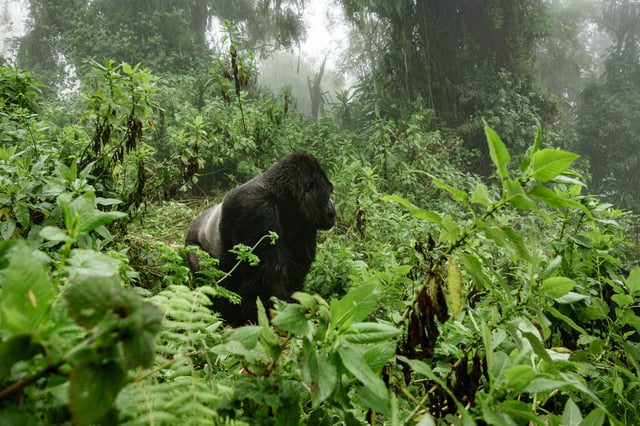 Silverback Mountain Gorilla In Misty Forest
