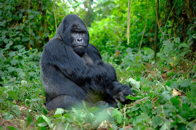 Silverback Mountain Gorilla