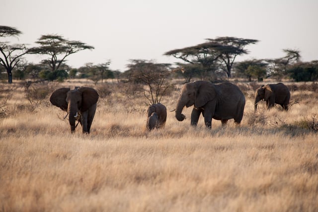 Small Family Of African Elephants In A Savannah