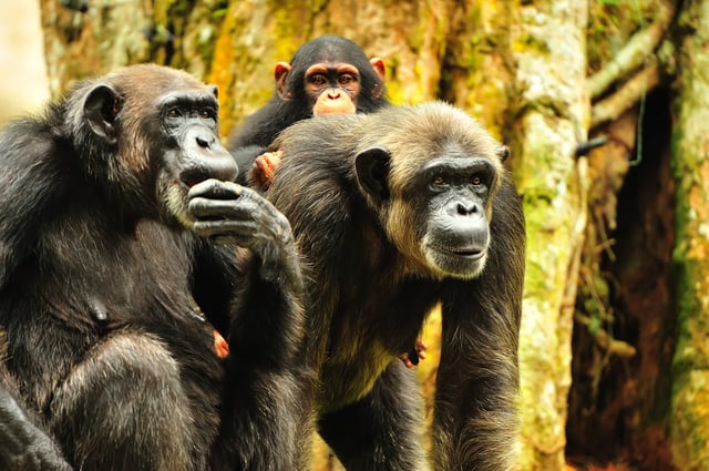 Top Activities To Do In The Drc