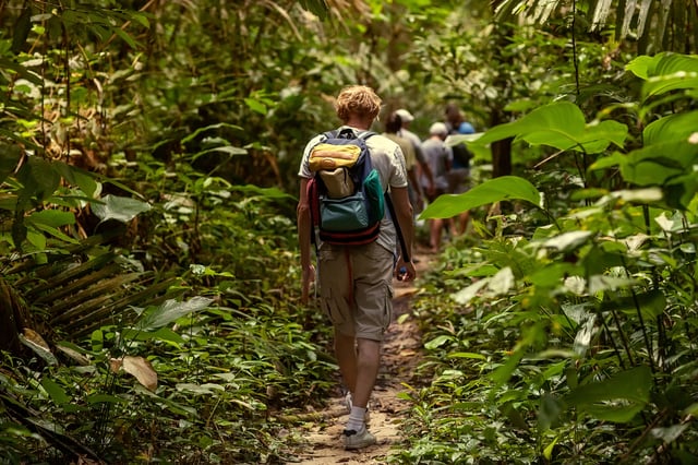 Tourists Trekking Through A Thick Rainforest