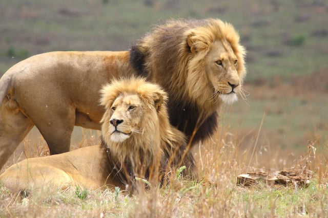 Two Male Lions Basking Under The Sun