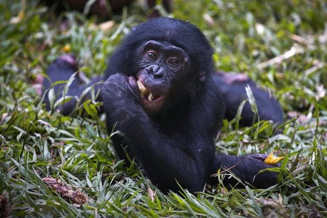 Visit The Drc A Travelers Touch