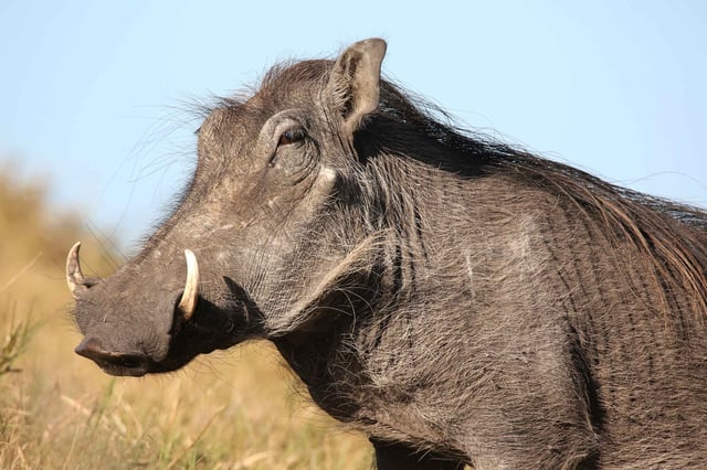 Warthog Standing Under The Sun And Staring