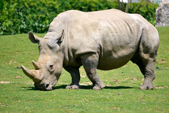 White Rhinoceros Grazing In The Sun