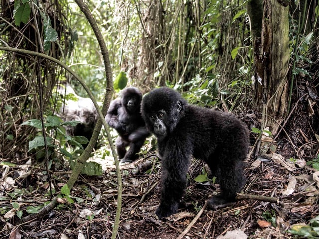 Young Mountain Gorilla In Virunga